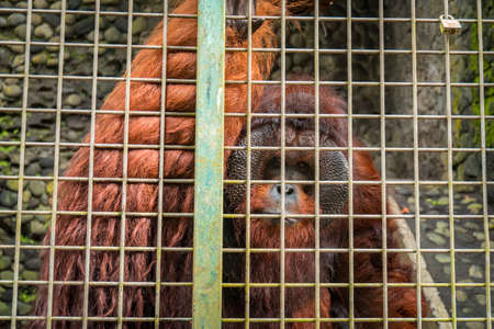 Close up - adult orangutans are in captivity in a captivity which will later be released into the wildの写真素材