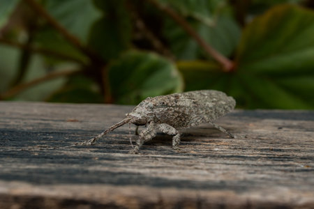 Wooden Grasshopper On Green Leaves