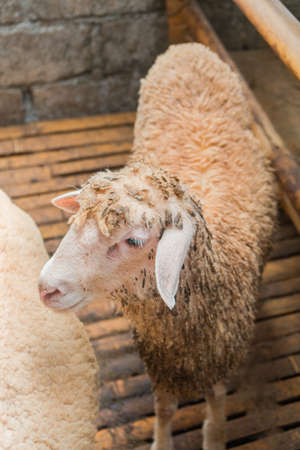 Close up - sheep in captivity, their fur and meat will be taken later for consumptionの写真素材