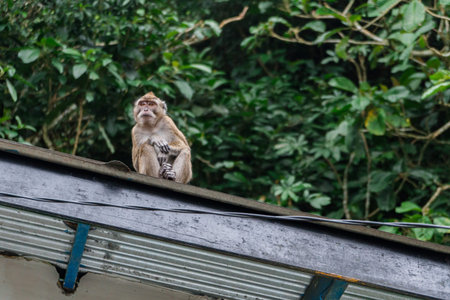 A group of monkeys in Mount Merapi National Park 
gathered at noonの写真素材