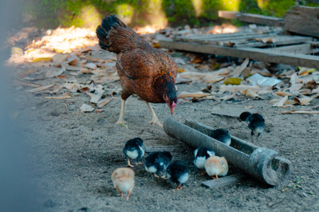 Chicks & Mother Hen Are Scavenging For Foodの写真素材