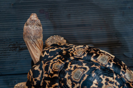 Close Up - Land turtle with a large brown pattern in an open captivity that can be visited by touristsの写真素材