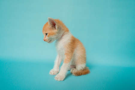 One month old orange kitten stylish in front of a turquoise background, very adorable and cuteの写真素材