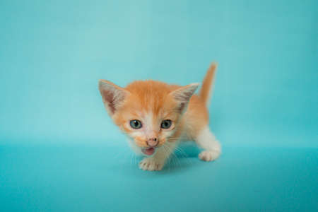 One month old orange kitten stylish in front of a turquoise background, very adorable and cuteの写真素材