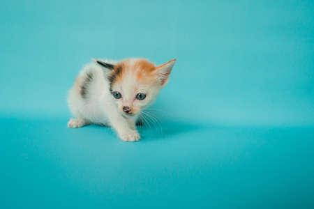 One month old striped kitten stylish in front of a turquoise background, very adorable and cuteの写真素材