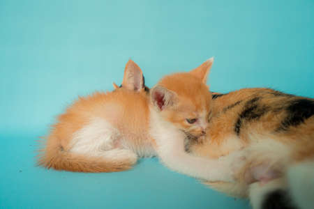 Adorable striped mother cat breastfeeding 1 month old kitten on turquoise backgroundの写真素材