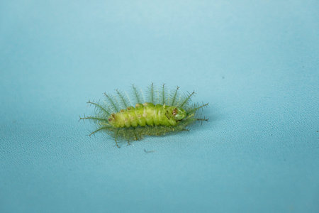 Baron caterpillar, a green caterpillar that is good at camouflaging in the leaves on a turquoise...