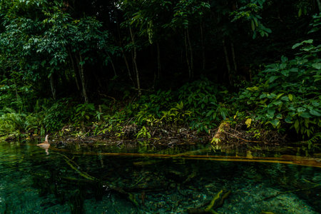 Blue lake which has clear water and is surrounded by lush trees in the middle of the wilderness of...