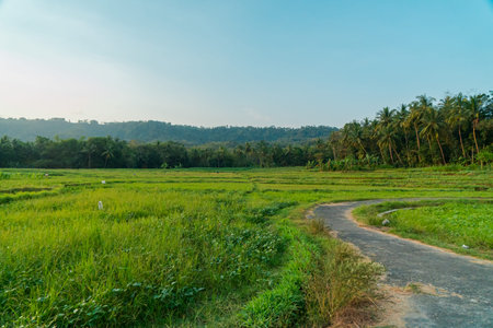 The road splits the amazing rice fields against the hillside background in the countryside which is...