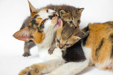 Detail of striped female domestic cat nursing 3 weeks old kitten, very cute and adorable. Cute...