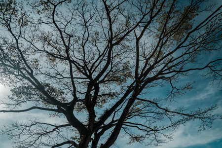 Tree silhouette with dark sky background, Nature and environment concept idea. Tree that sheds its...