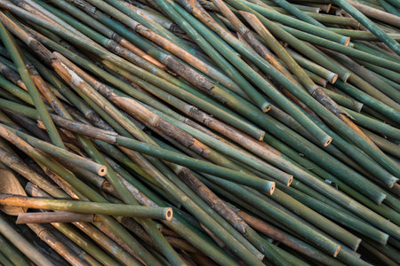 Piles of young and small pieces of bamboo that will be processed into bamboo handicraft products in the cottage industry becomes an attractive backgroundの写真素材