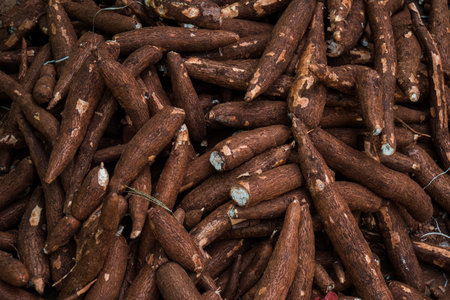 A pile of fresh cassava that is still mixed with soil because it has just been harvested from the field, it is brown and large in size and ready to be processed into foodの写真素材