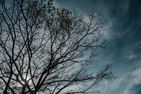 A big tree with many branches, a tree that sheds its leaves in summer leaving dry branches in a dark cloudy skyの写真素材