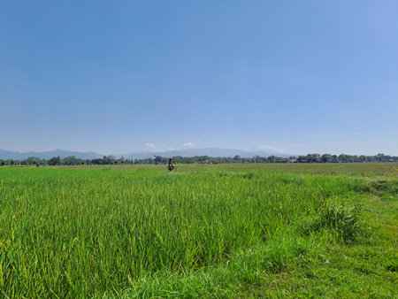 A large area of âârice fields with a small road in the middle in rural Indonesia. A hot day in the green rice fields with a blue sky as a background, very beautiful and calmの写真素材