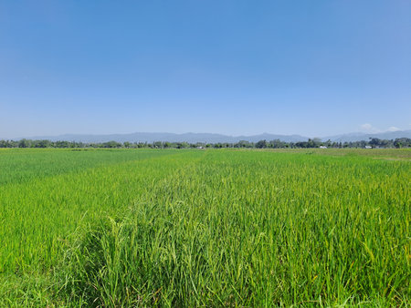 A large area of âârice fields with a small road in the middle in rural Indonesia. A hot day in the green rice fields with a blue sky as a background, very beautiful and calmの写真素材