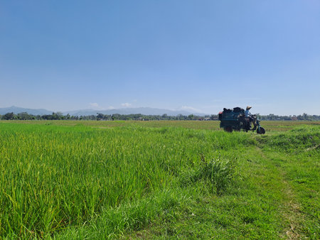 A large area of âârice fields with a small road in the middle in rural Indonesia. A hot day in the green rice fields with a blue sky as a background, very beautiful and calmの写真素材