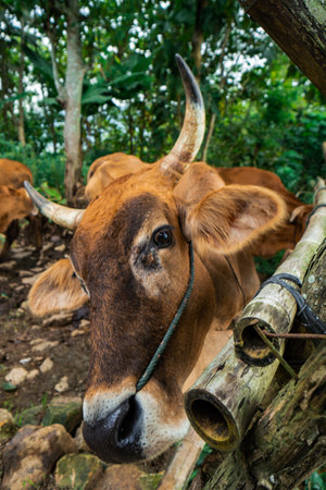 Brown buffalo in an outdoor enclosure, this buffalo is a farmer's pet to help farmers traditionally plow the fields in rural Indonesia. close up of buffalo in countrysideの写真素材