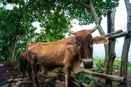 Brown buffalo in an outdoor enclosure, this buffalo is a farmer's pet to help farmers traditionally plow the fields in rural Indonesia. close up of buffalo in countrysideの写真素材