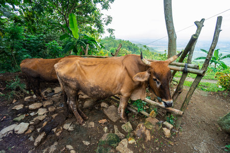 Brown buffalo in an outdoor enclosure, this buffalo is a farmer's pet to help farmers traditionally plow the fields in rural Indonesia. close up of buffalo in countrysideの写真素材