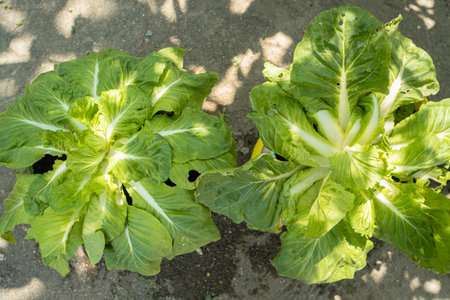 Bok choy plants grow abundantly with thick and dense leaves. Close up of green Chinese cabbage plants planted in the yard of the house ready for harvestの写真素材