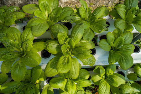 Rows of plant seeds using a hydroponic growing system in a narrow room. A popular hydroponic growing...