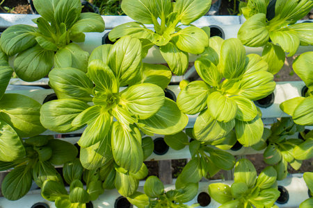 Rows of plant seeds using a hydroponic growing system in a narrow room. A popular hydroponic growing system in urban areas uses pralon pipes in environmentally friendly gardensの写真素材