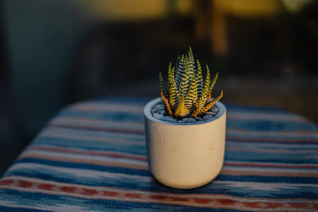 Close-up and bokeh of a haworthia zebra succulent plant in a small white pot placed on a table with an ethnic tablecloth on the terrace of the house in the eveningの写真素材