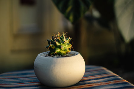 Close-up & bokeh of a ownroot polythele cactus plant in a small white pot placed on a table with an ethnic tablecloth on the terrace of the house when the sunlight is golden yellowの写真素材