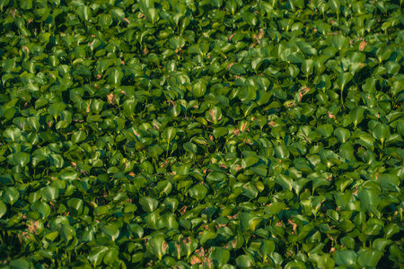 Water hyacinth plants float and fill the surface of the wide river water. There are so many water...
