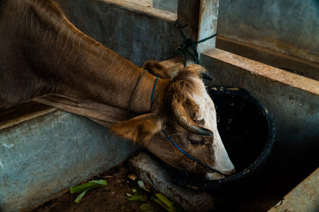 Close-up of the head of a dairy cow with brown and white striped markings eating grass in a breeding pen. Dairy cows raised by farmers can produce large amounts of milkの写真素材