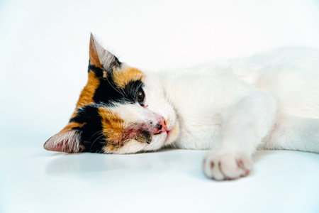 Close up a 2 year old adult domestic cat with a wound over its right eye is posing lazily and looks very relaxed and cuteon a white background.の写真素材