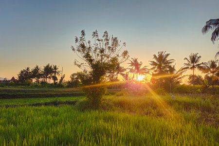 Dewy rice plants in the morning just after sunrise. View of the expanse of green rice fields in a rural area in the morning with dew and warm sunlight.の写真素材