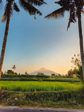 Panorama of rice fields in the village with two coconut trees in front. Rice field area with a...