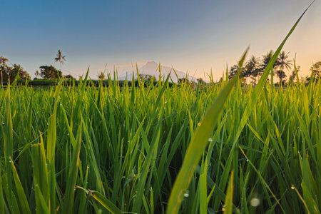 Panorama of rice fields in a quiet village in the morning. Green rice fields with a little dew with a beautiful mountain backdrop and a bluish yellow morning skyの写真素材