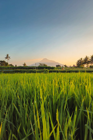 Panorama of rice fields in a quiet village in the morning. Green rice fields with a little dew with a beautiful mountain backdrop and a bluish yellow morning skyの写真素材