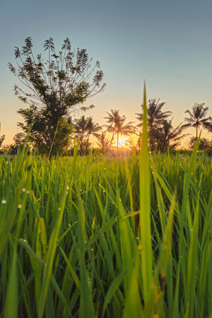 Dewy rice plants in the morning just after sunrise. View of the expanse of green rice fields in a rural area in the morning with dew and warm sunlight.の写真素材
