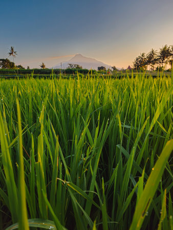 Panorama of rice fields in a quiet village in the morning. Green rice fields with a little dew with a beautiful mountain backdrop and a bluish yellow morning skyの写真素材