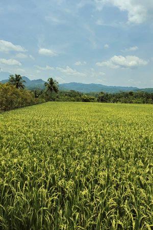 A very large rice field area with a backdrop of hills and trees on a sunny day. green rice fields in a beautiful and calm village with a blue sky as a background.の写真素材