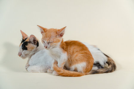 Close-up of a domestic kitten relaxing on a white background. The photo concept of an orange kitten posing lazily and leaning against its mother, looks very relaxed and cuteの写真素材