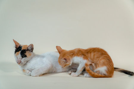 Close-up of a domestic kitten relaxing on a white background. The photo concept of an orange kitten posing lazily and leaning against its mother, looks very relaxed and cuteの写真素材