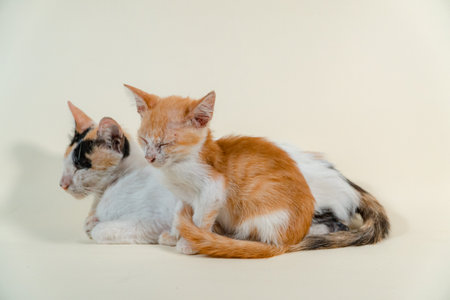 Close-up of a domestic kitten relaxing on a white background. The photo concept of an orange kitten posing lazily and leaning against its mother, looks very relaxed and cuteの写真素材