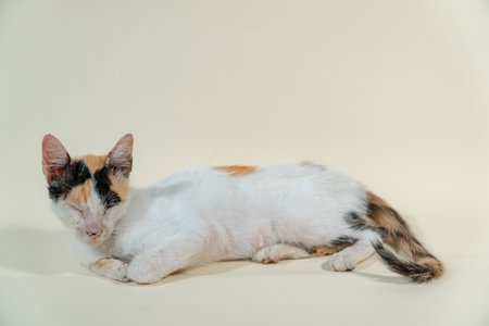 Close-up of an adult domestic cat relaxing on a white background. The photo concept of a white cat with patterns posing lazily on a white background, looks very relaxed and cuteの写真素材