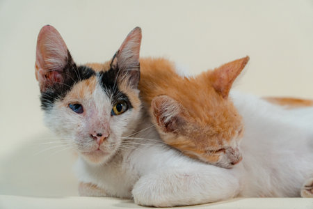 Close-up of a domestic kitten relaxing on a white background. The photo concept of an orange kitten posing lazily and leaning against its mother, looks very relaxed and cuteの写真素材