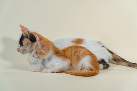 Close-up of a domestic kitten relaxing on a white background. The photo concept of an orange kitten posing lazily and leaning against its mother, looks very relaxed and cuteの写真素材
