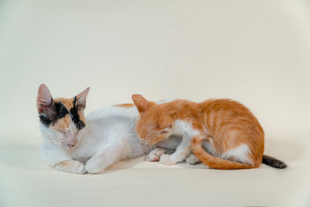 Close-up of a domestic kitten relaxing on a white background. The photo concept of an orange kitten posing lazily and leaning against its mother, looks very relaxed and cuteの写真素材