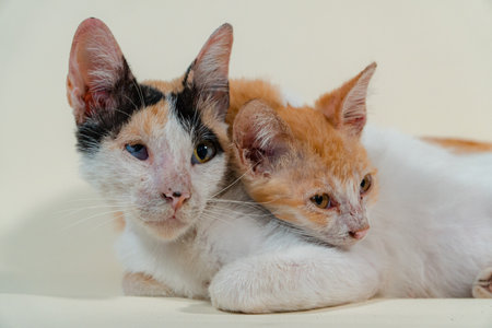 Close-up of a domestic kitten relaxing on a white background. The photo concept of an orange kitten posing lazily and leaning against its mother, looks very relaxed and cuteの写真素材