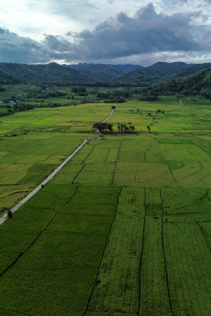 Neatly arranged green rice fields with a beautiful hill as a backdrop. aerial photography showing a panorama of a very wide and green rice field area with hills in the background.の写真素材