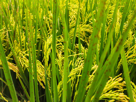 Close up of almost yellow paddy in a large rice field in a beautiful village. background of rice fields with fertile rice. Raw rice plant stalk with ears, organic farming concept.の写真素材