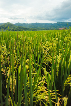 Close up of almost yellow paddy in a large rice field in a beautiful village. background of rice fields with fertile rice. Raw rice plant stalk with ears, organic farming concept.の写真素材